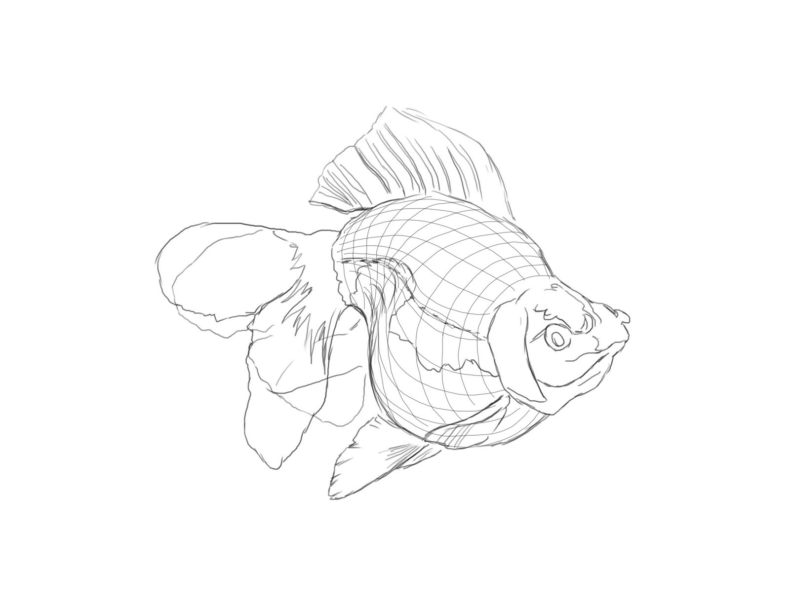 1600x1236 Captivating Drawings Of Fish Colorings Me