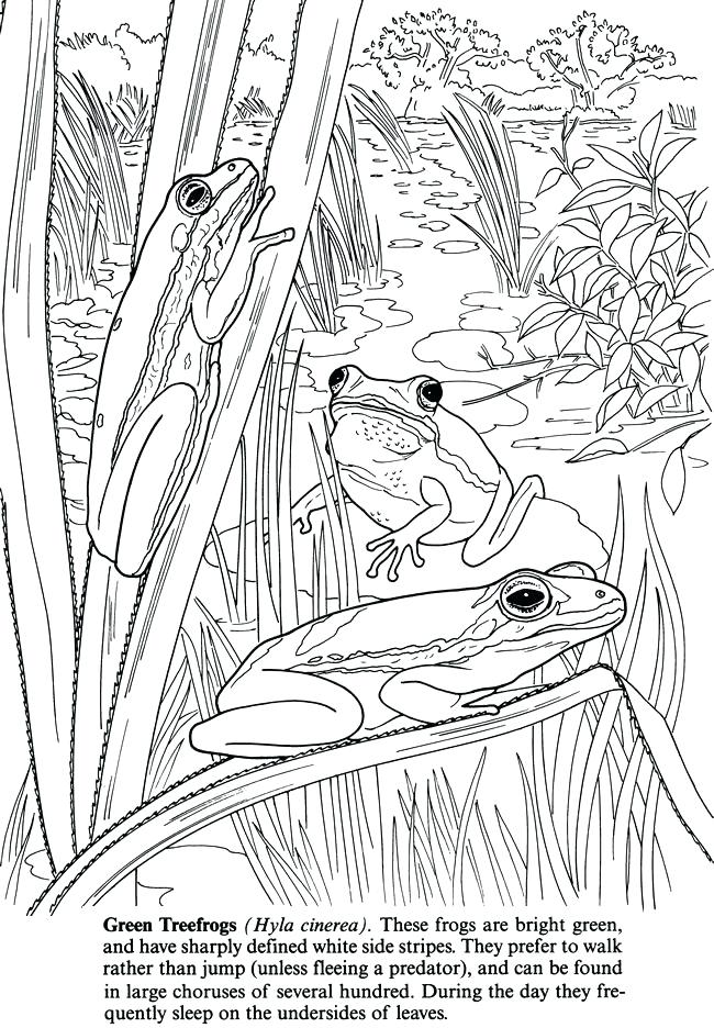 650x936 Fantastic Pond Ecosystem Coloring Pages Ideas