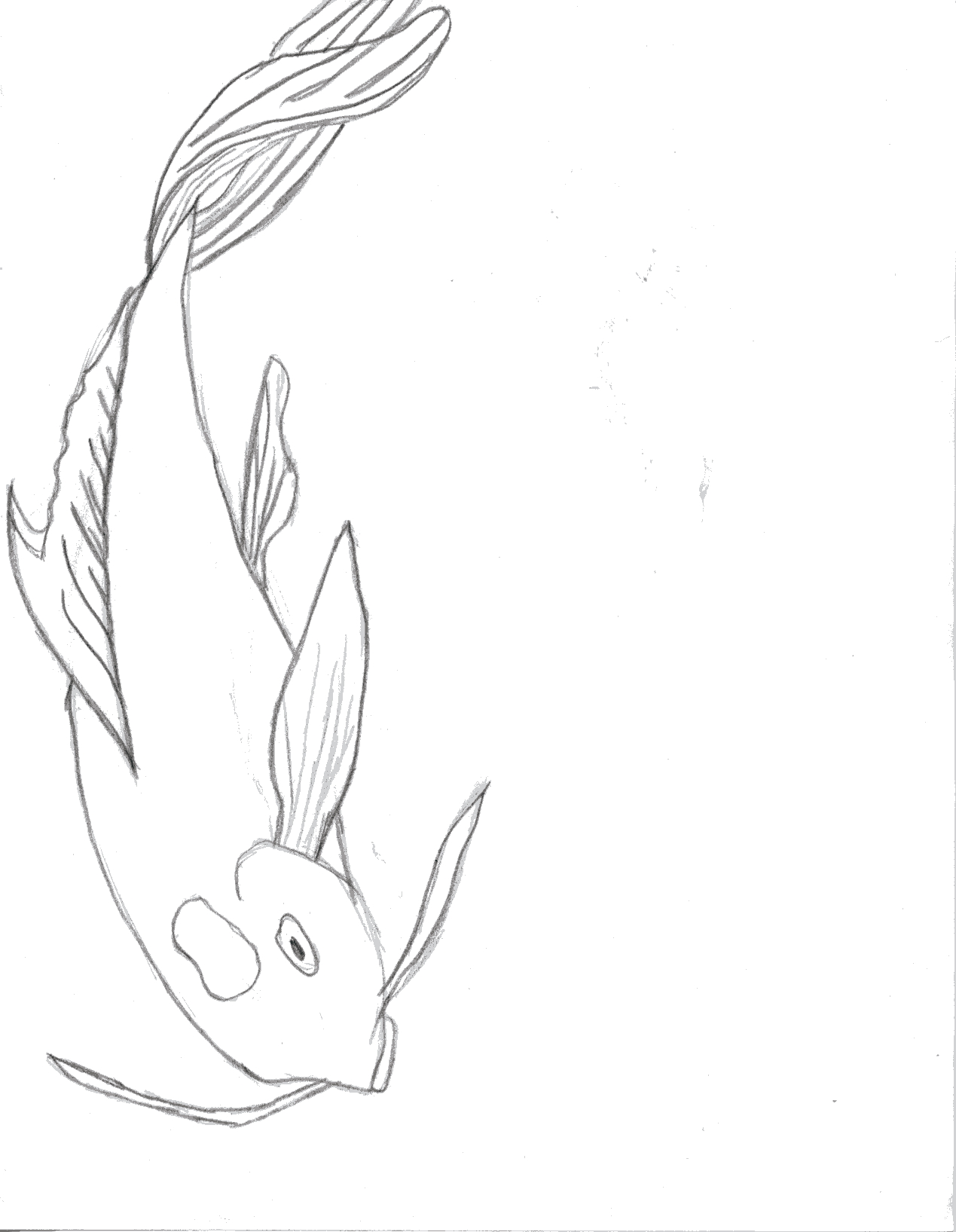 1269x1635 Drawn Koi Simple