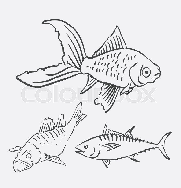 773x800 Fish Pet Animal Sketch. Good Use For Symbol, Logo, Web Icon
