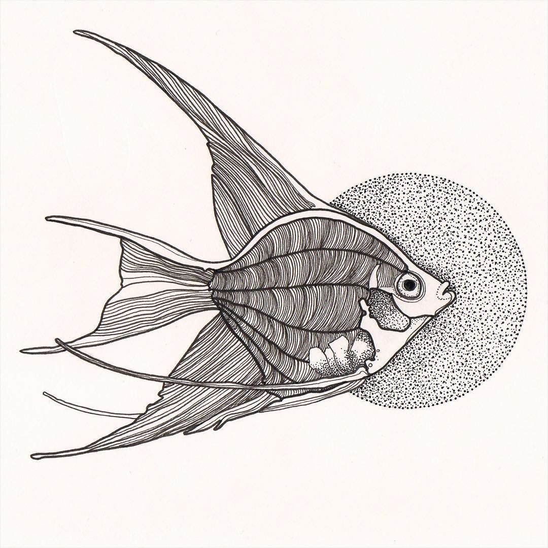 1080x1080 Andrew Mccallum Angel Fish. First Draw Of 2016. Quick Small One .