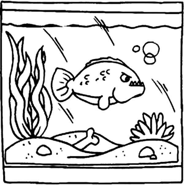 600x603 Predator Fish In Fish Tank Coloring Page