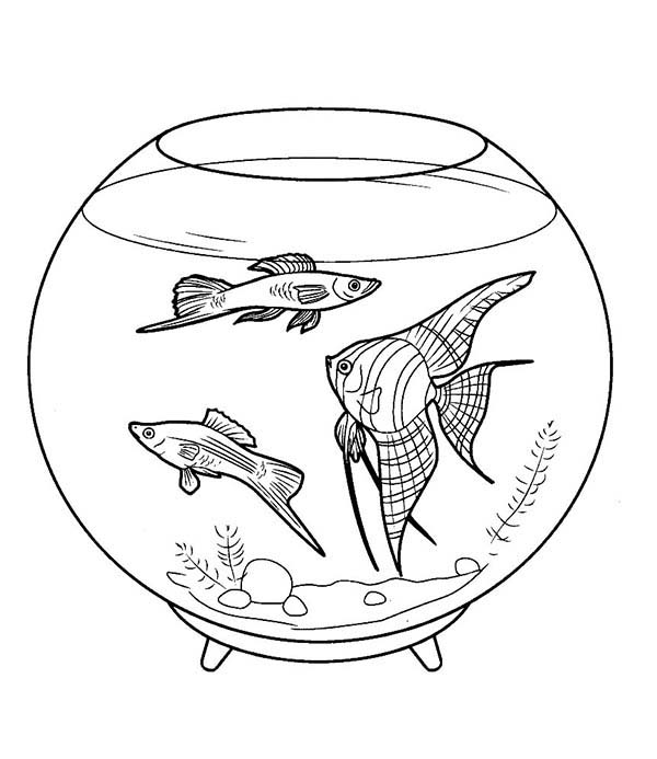 600x693 Pretty Fish Tank Coloring Page