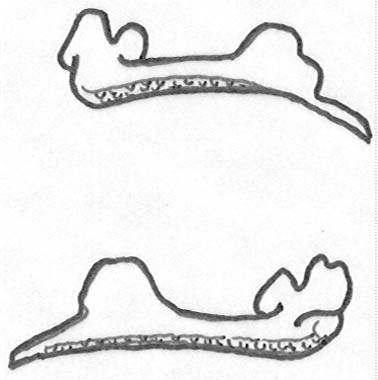 378x380 Index Of ~naboproductsmanualsfishbonefishpremaxilla