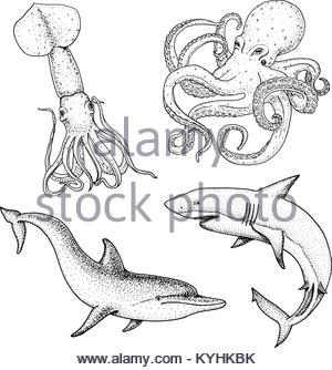 300x334 Drawing Sketch Style Illustration Of A Shark Swimming In Water