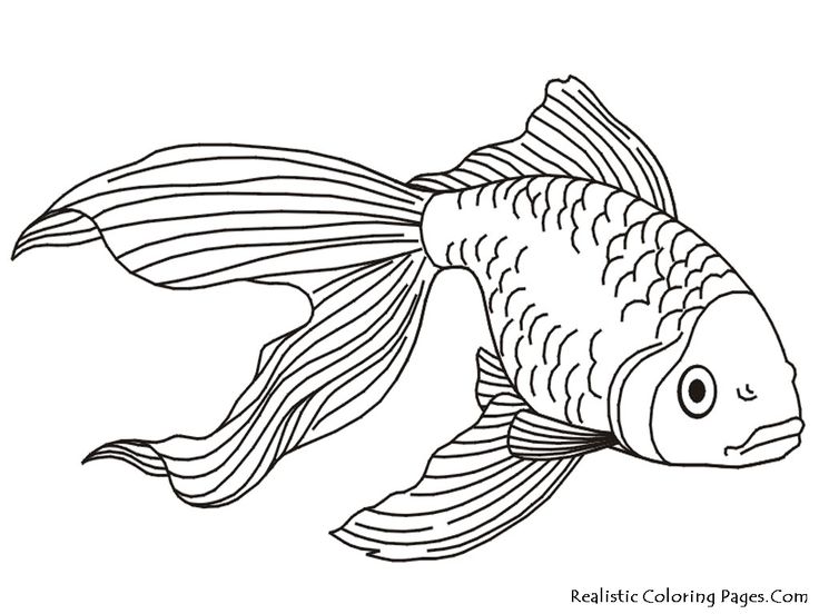 736x552 Outline Drawings Of Fish Group