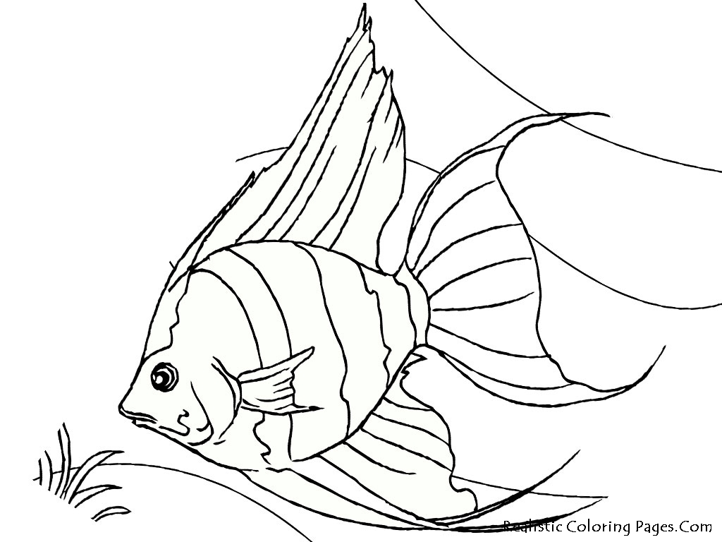 1024x768 Tropical Fish Coloring Page