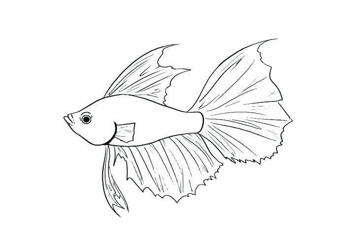 700x500 This Is Coloring Pages Fish Pictures New Fish Coloring Sheet Cool