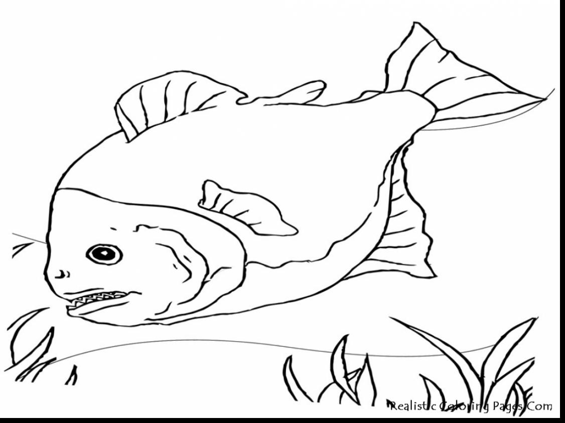 1126x844 Stunning Fish Drawing Coloring Pages With Fishing Coloring Pages