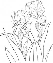 206x245 Flag Iris Line Drawing