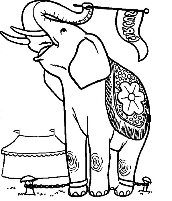 600x704 Circus Elephant Waving Circus Flag Coloring Pages Best Place