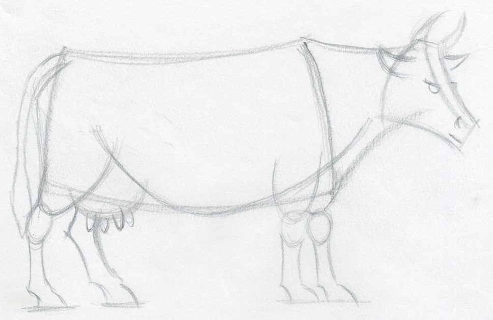 969x629 How To Draw A Cow Step By Step