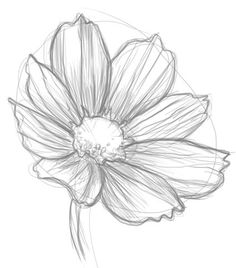 236x268 Pencil Drawings Of Flowers