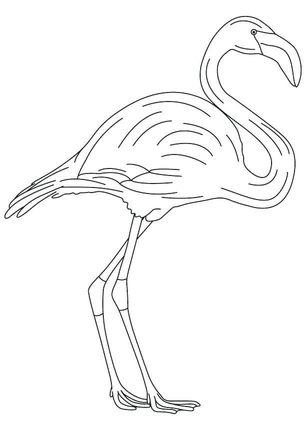 613x860 Flamingo Animal Coloring Pages Books Movies Music Books Coloring
