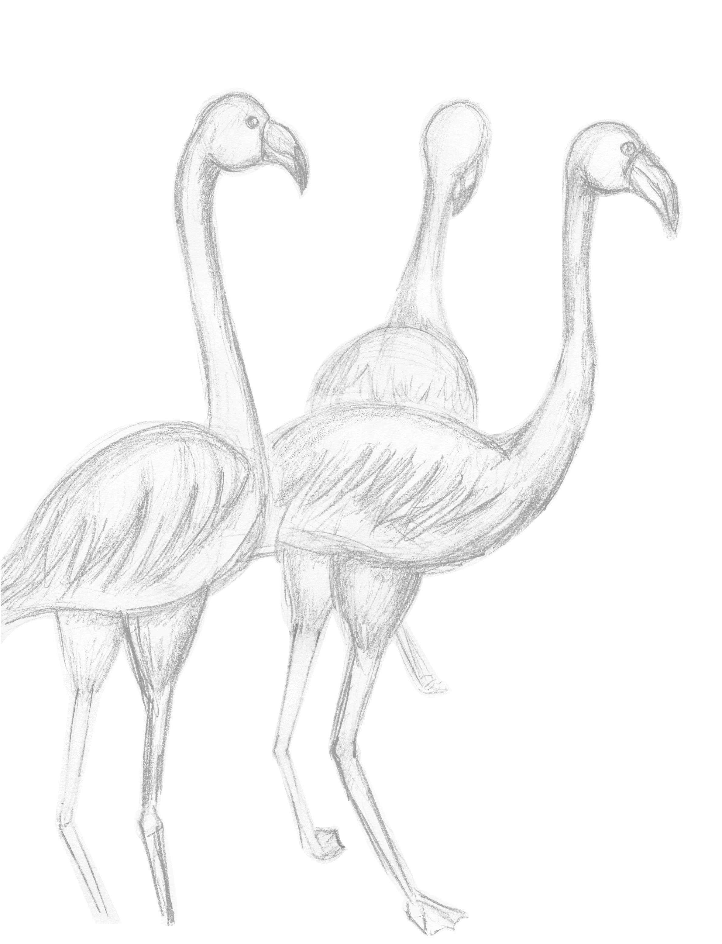 2376x3106 Flamingo Drawing Sasha Moore