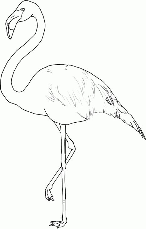 467x730 Free Flamingo Coloring Page Art Flamingo, Free