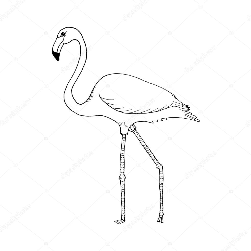 1024x1024 Hand Draw Flamingo Style Sketch For The Decoration Of Cards, Gifts