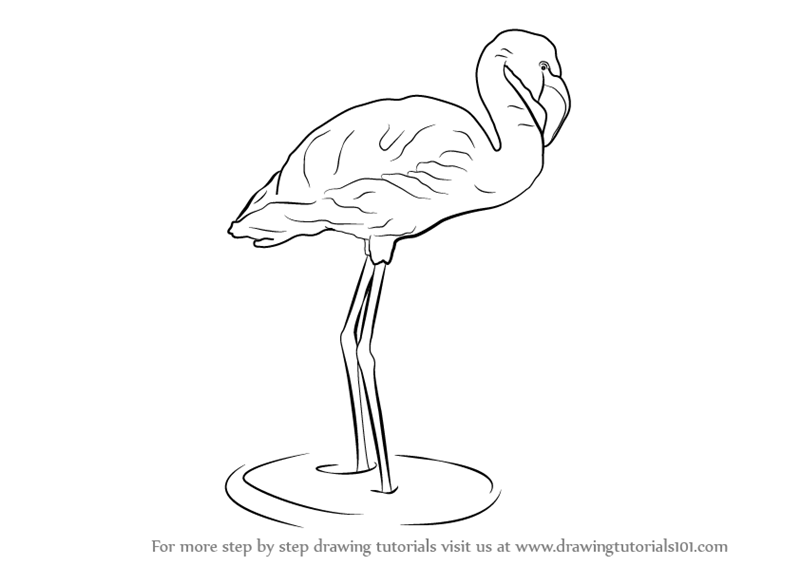 800x566 Learn How To Draw A Flamingo (Zoo Animals) Step By Step Drawing