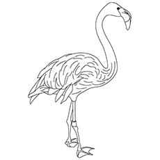 230x230 Top 10 Flamingo Coloring Pages For Toddlers