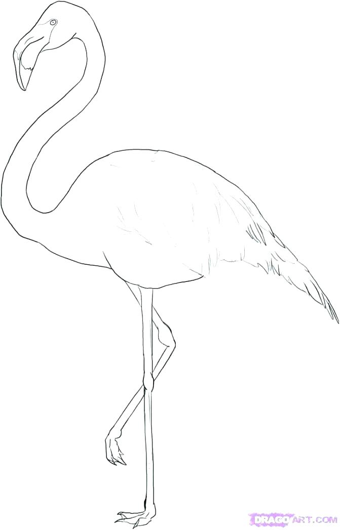 671x1047 Coloring Pages Of Flamingos Coloring Pages Pink Flamingo Coloring