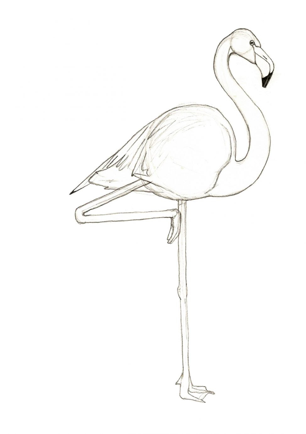 974x1378 Drawing Of A Flamingo Coloring Pages Amazing Drawing Of A Flamingo