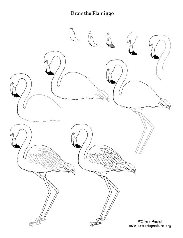 612x792 Drawing A Flamingo Head Tags Drawing A Flamingo Drawing