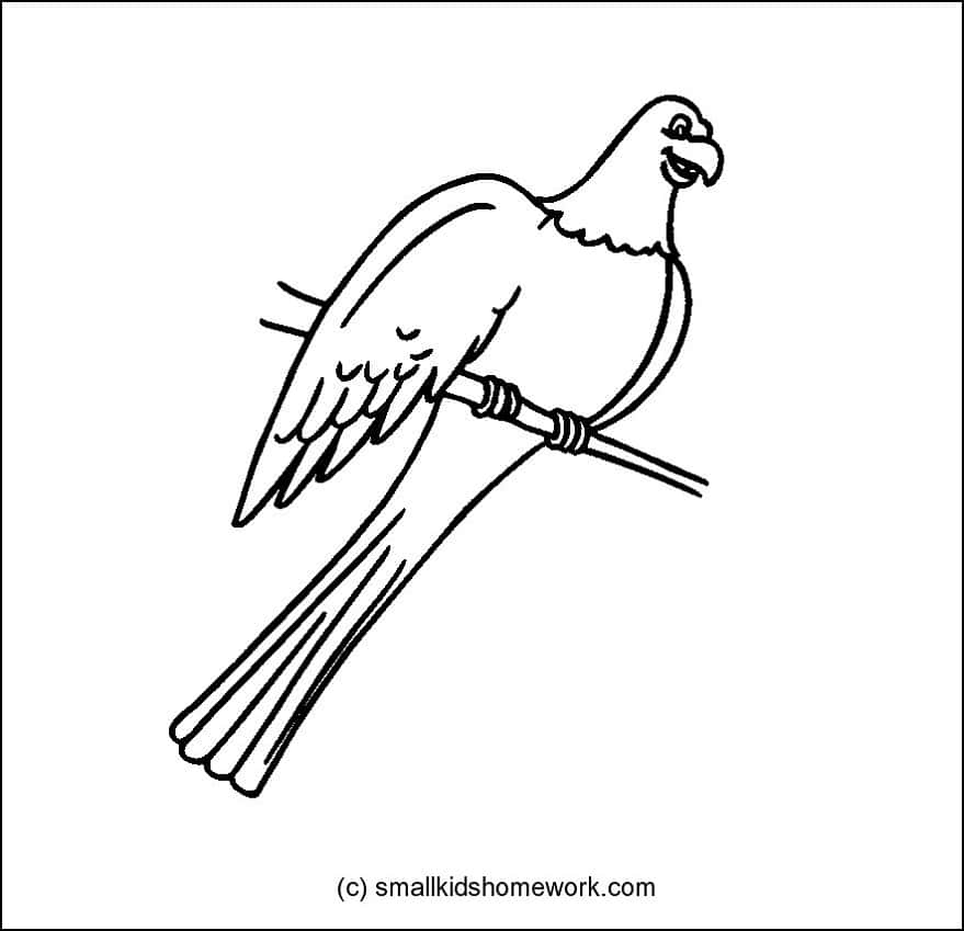 879x849 Birds Outline Pictures And Coloring Pages For Little Kids