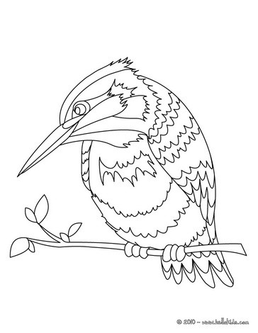 364x470 Flamingo Coloring Pages