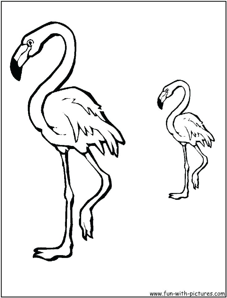 736x966 Epic Flamingo Coloring Pages Printable Crayola Photo Drawing