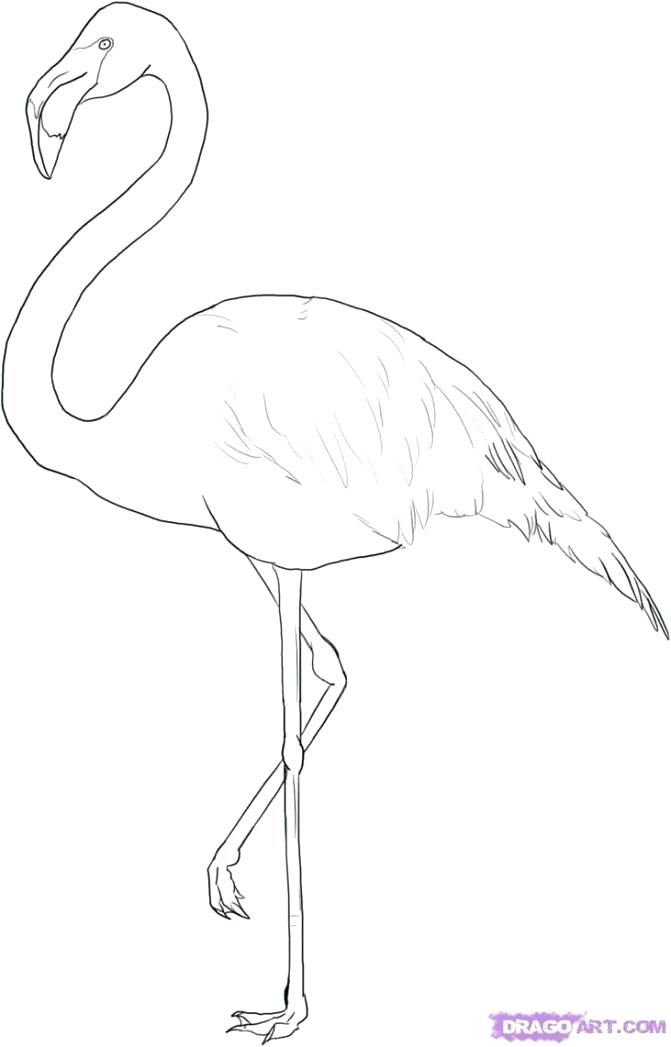 Flamingo Line Drawing At Getdrawings Free Download - Riset