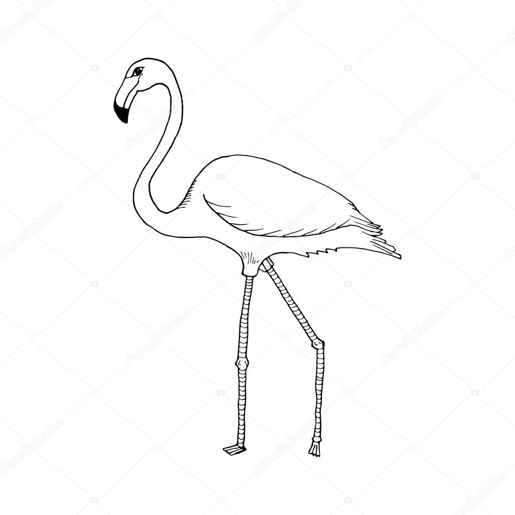 1024x1024 Hand Draw Flamingo Style Sketch Stock Vector