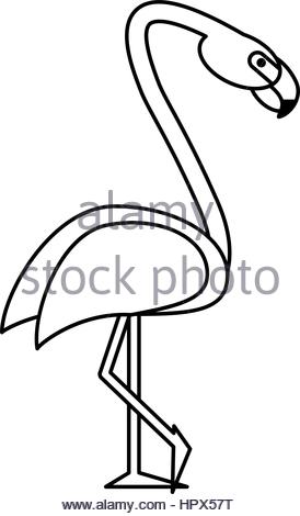 274x470 Vector Sketch Of A Flamingo Stock Vector Art Amp Illustration