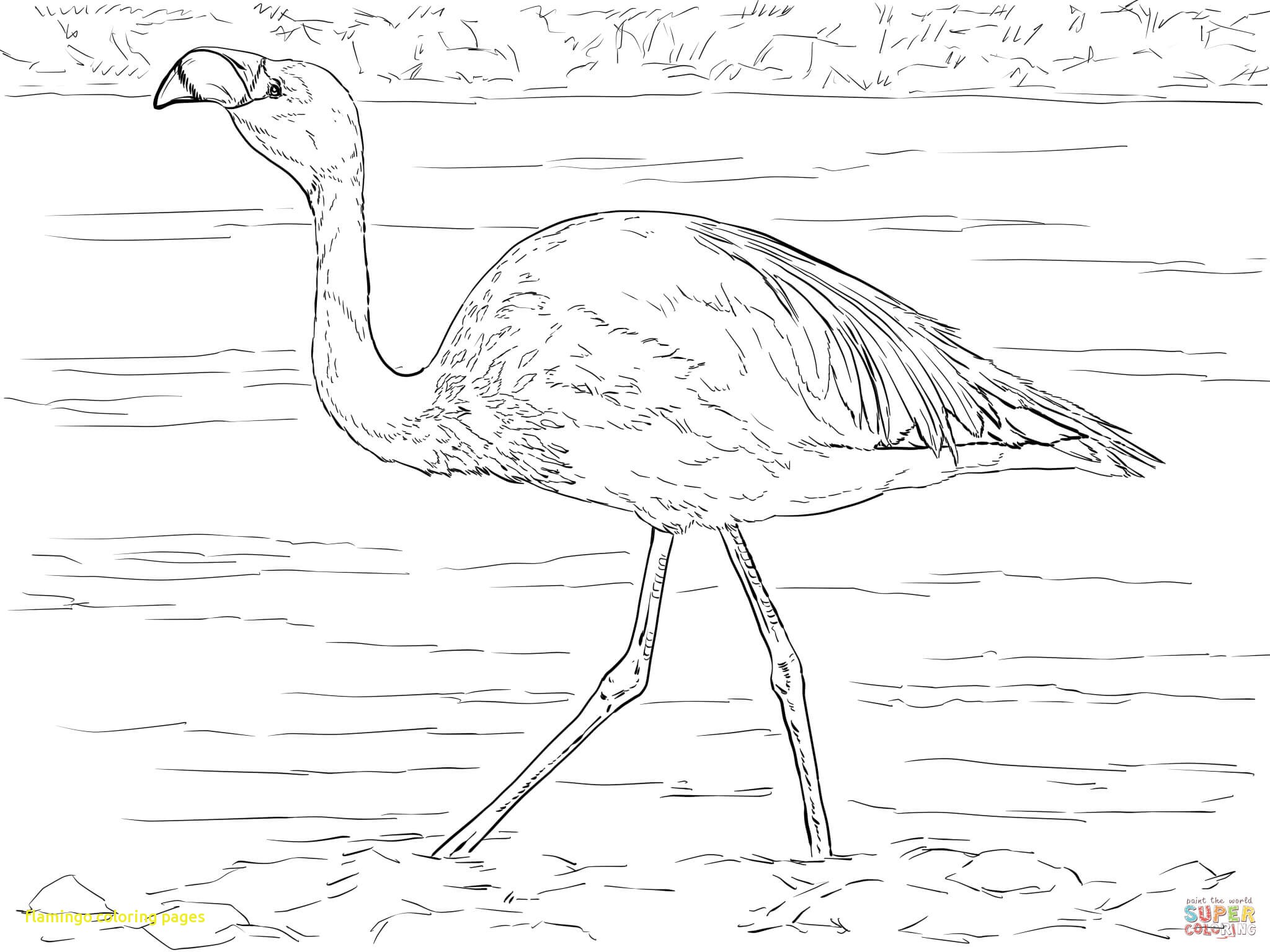 2048x1536 Flamingo Coloring Pages With Flamingos Coloring Pages