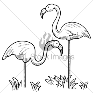 325x325 Flamingo Drawing Gl Stock Images