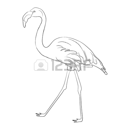 450x450 Hand Drawn Flamingo Black Outline Sketch. Exotic Bird. Vector
