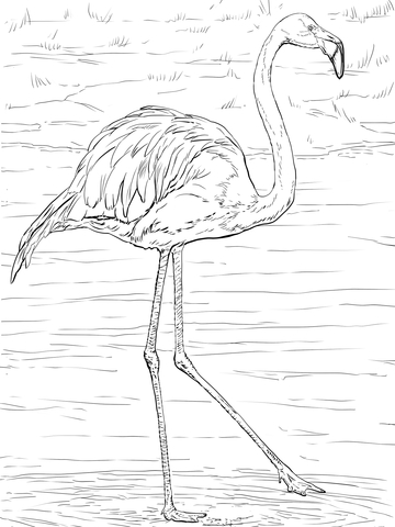360x480 American Or Caribbean Flamingo Coloring Page Free Printable
