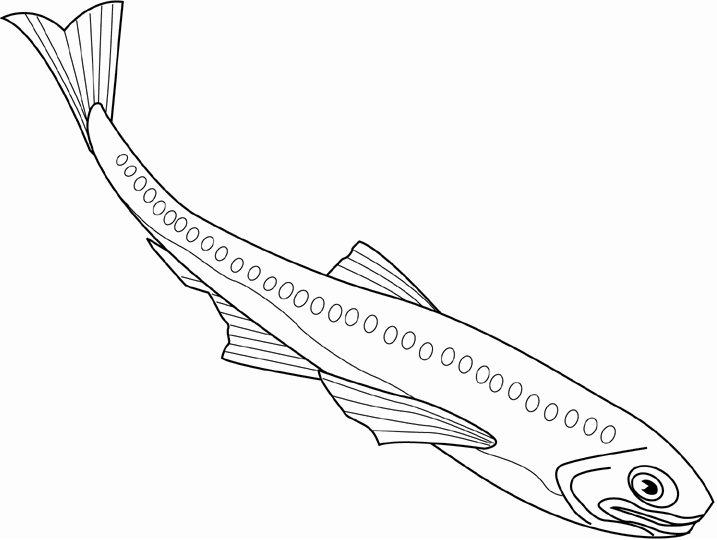 717x540 Flashlight Fish Coloring Page Coloring Pages For Free