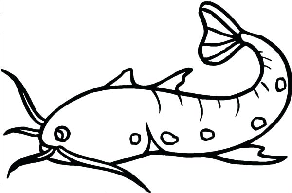 Flathead Catfish Drawing at GetDrawings | Free download