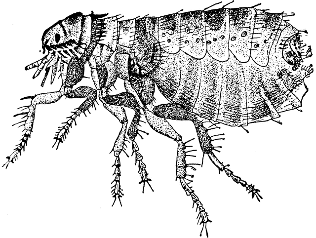 640x482 Flea Clipart Etc