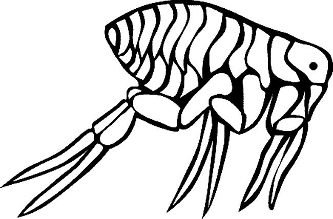 650x428 Flea Coloring Page