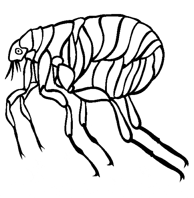 650x663 Flea Coloring Page