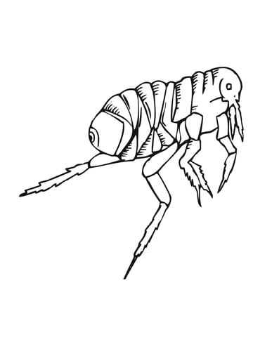 360x480 Flea Coloring Page Free Printable Coloring Pages