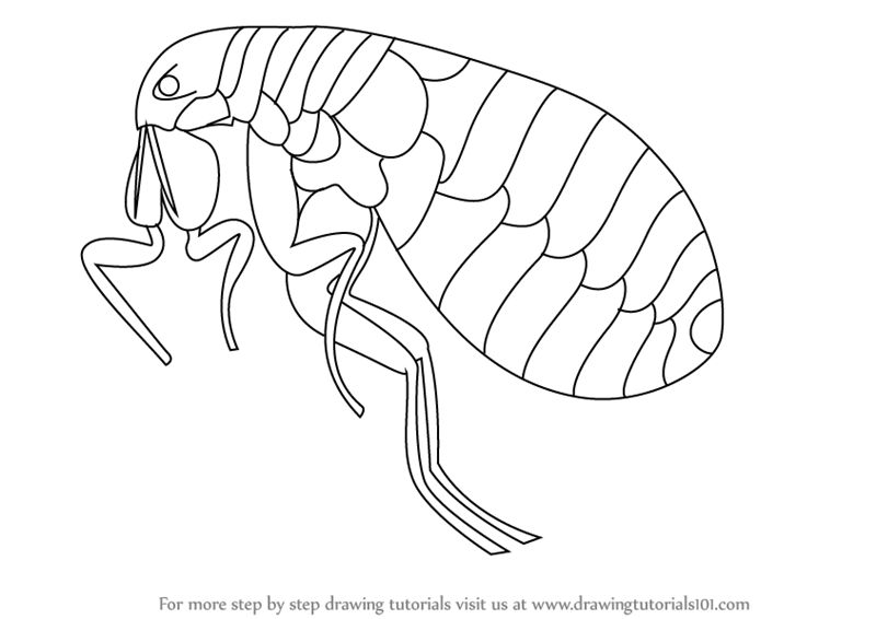 800x566 Learn How To Draw A Flea (Insects) Step By Step Drawing Tutorials