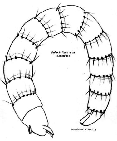 375x452 Siphonaptera