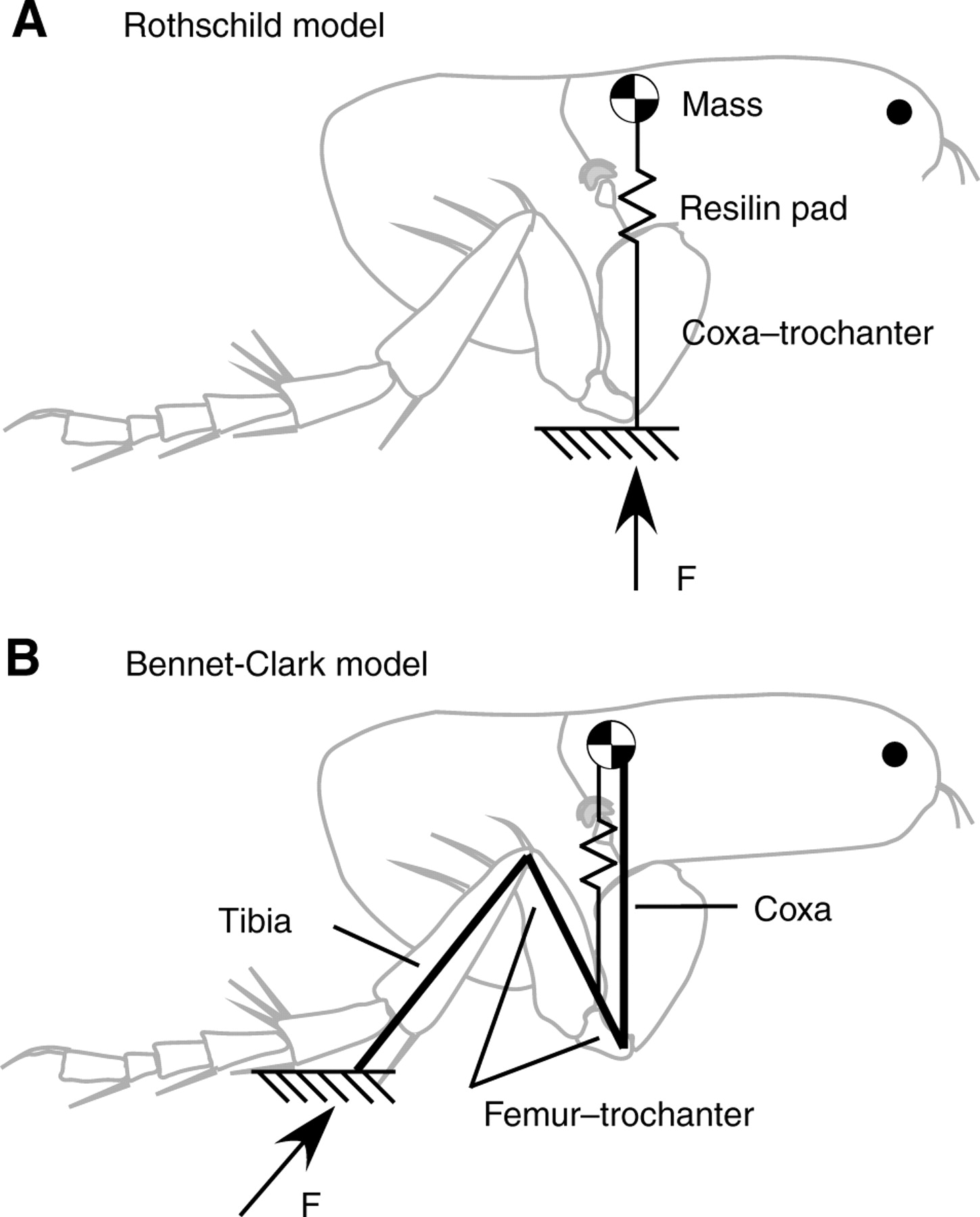 1449x1800 Biomechanics Of Jumping In The Flea Journal Of Experimental Biology