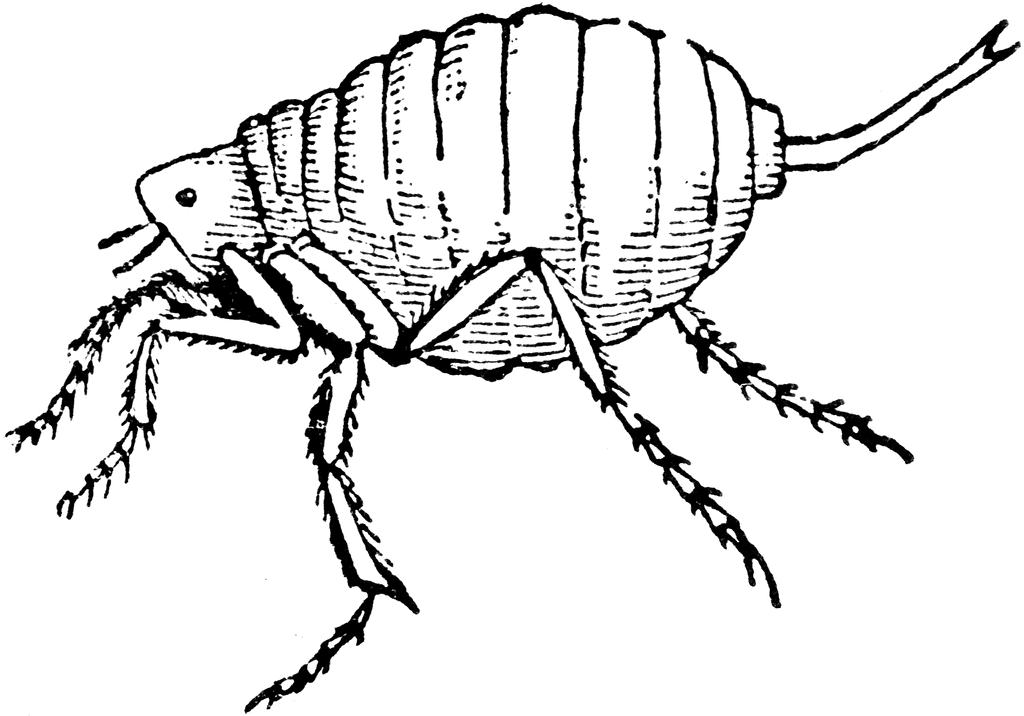 1024x716 Chigoe Flea (Male) Clipart Etc
