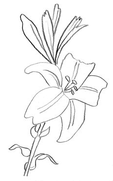 232x370 Dessin De Fleur De Lys Httpwww.image
