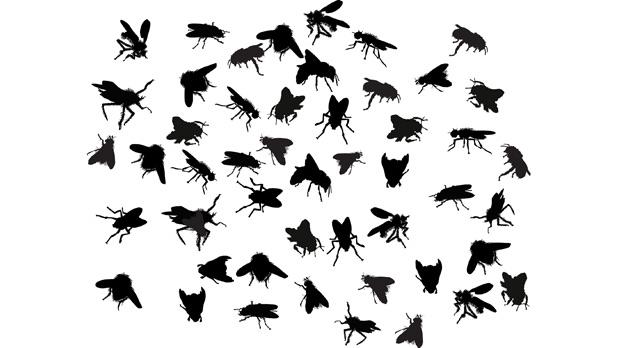 620x348 Insects Could Become Big Business In Coming Years