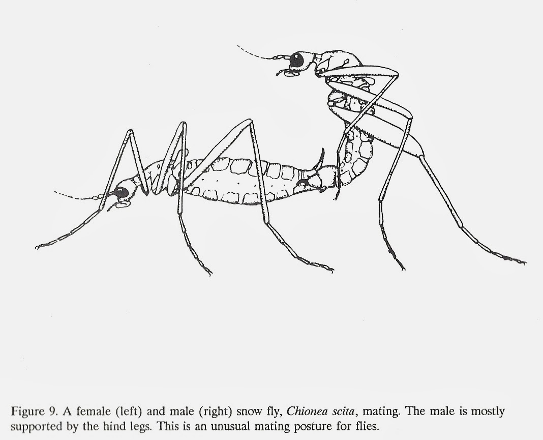 1068x865 Bug Eric Fly Day Friday Snow Flies