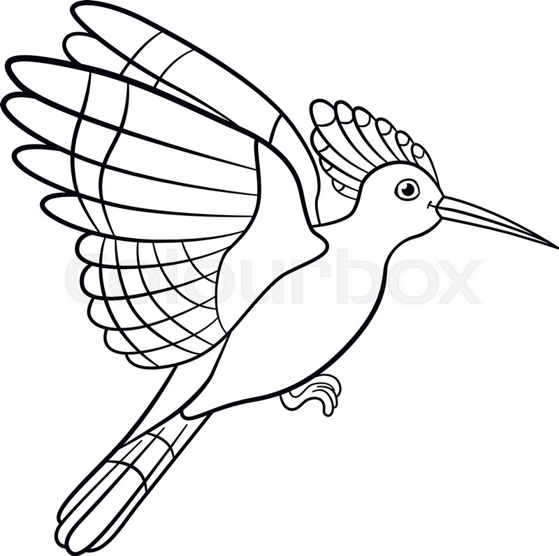 800x796 Coloring Pages. Cute Beautiful Hoopoe Flies And Smiles. Stock